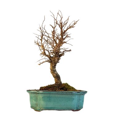 Japoniška Guoba (Cork bark Ulmus Parvifolija) 🇯🇵 P15 GO4