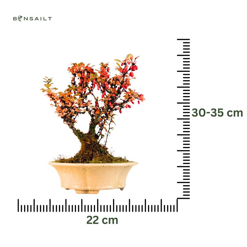 Berberis thunbergii bonsai P22