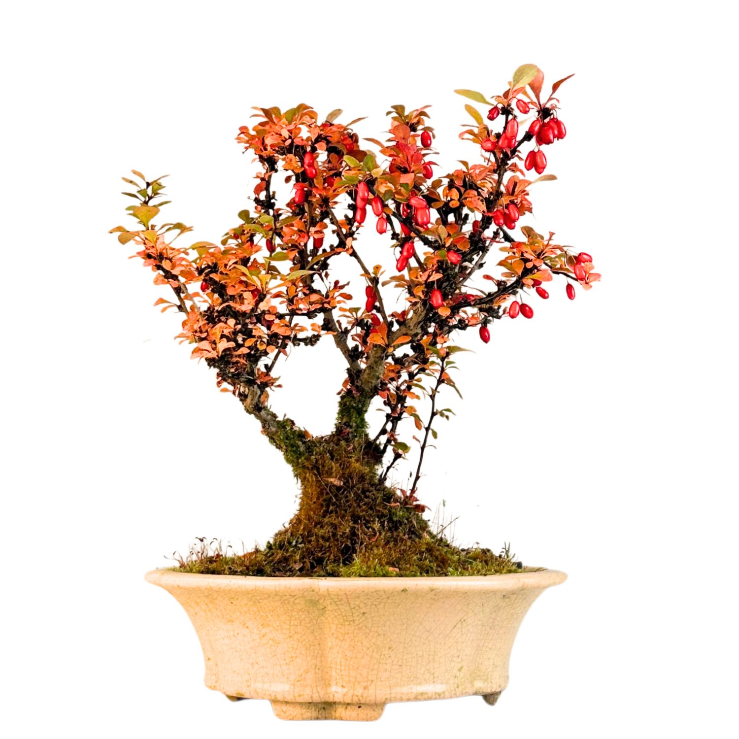 Berberis thunbergii bonsai P22