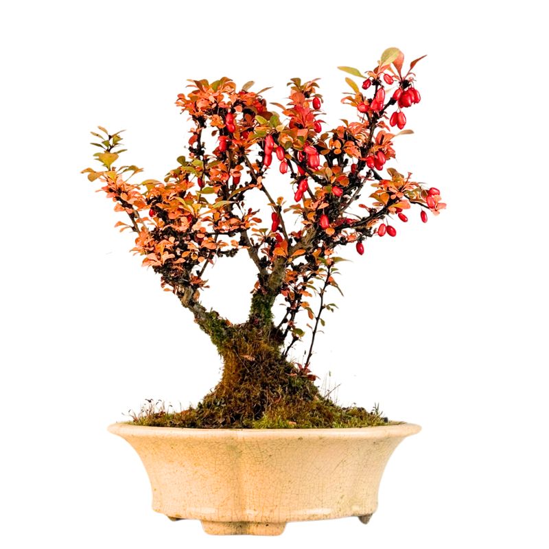 Berberis thunbergii bonsai P22