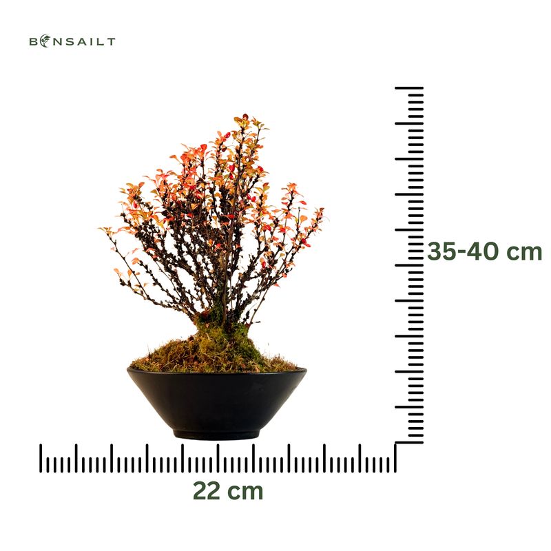 Berberis thunbergii bonsai P22