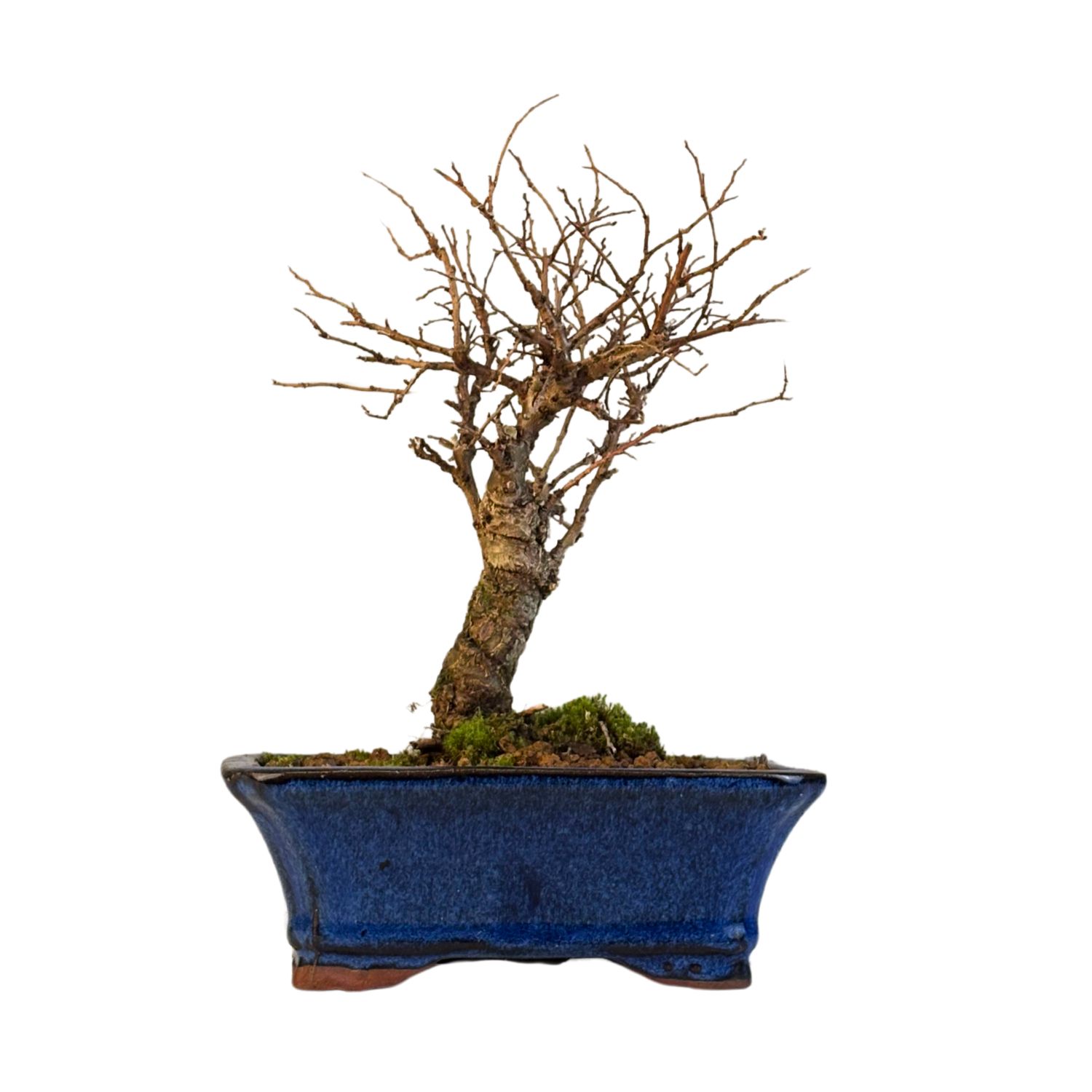 Chinese Elm - Kiniška guoba tiesus P16 GB2