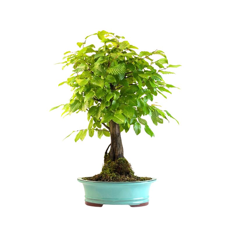 Skroblas Bonsai (Carpinus) P30 KLE1