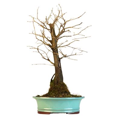 Skroblas Bonsai (Carpinus) P30 KLE1