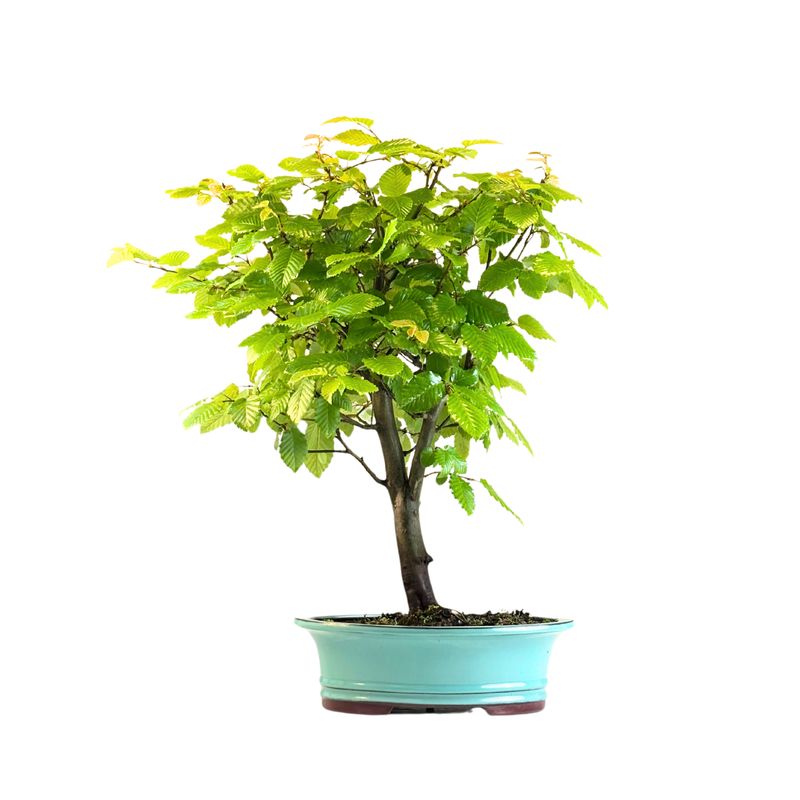 Skroblas Bonsai (Carpinus) P30 KLE2