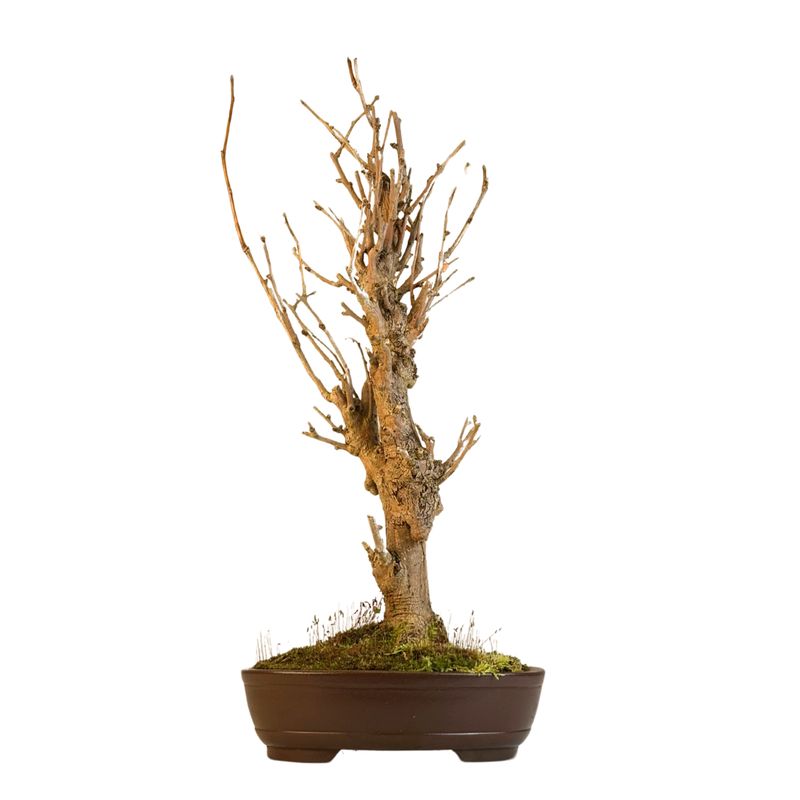 Japoniškas Dviskiautis ginkmedis P27 LT01