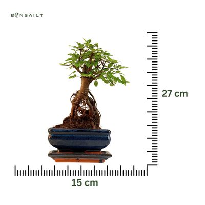 Chinese elm Bonsai - Kiniška guoba  P15 ZL02