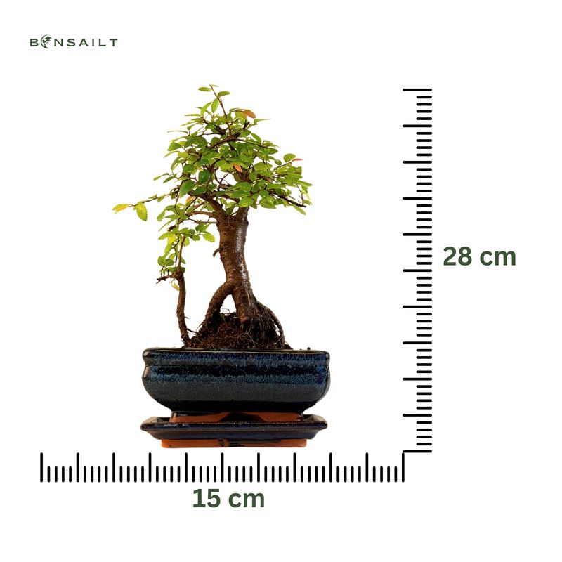 Chinese elm Bonsai - Kiniška guoba  P15 ZL02
