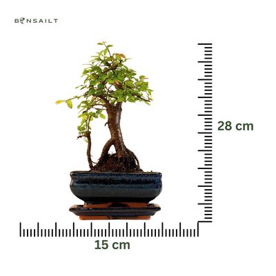 Chinese elm Bonsai - Kiniška guoba  P15 ZL02