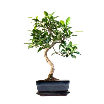 Ficus Bonsai S formos P20 medelis