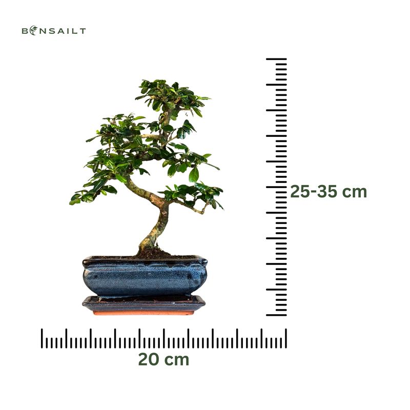 Carmona Bonsai S formos Arbatmedis P20