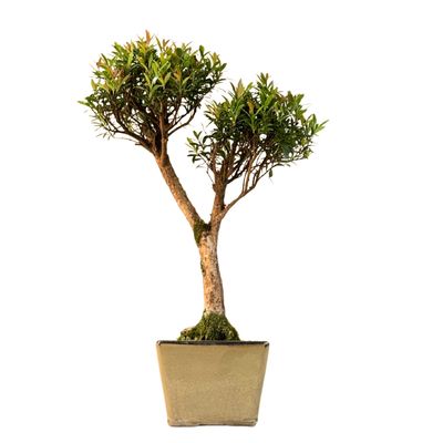 Syzygium Bonsai P14 ZG03