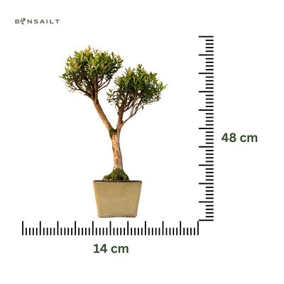 Syzygium Bonsai P14 ZG03