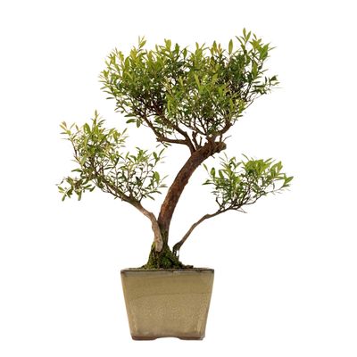 Syzygium Bonsai P14 ZG04