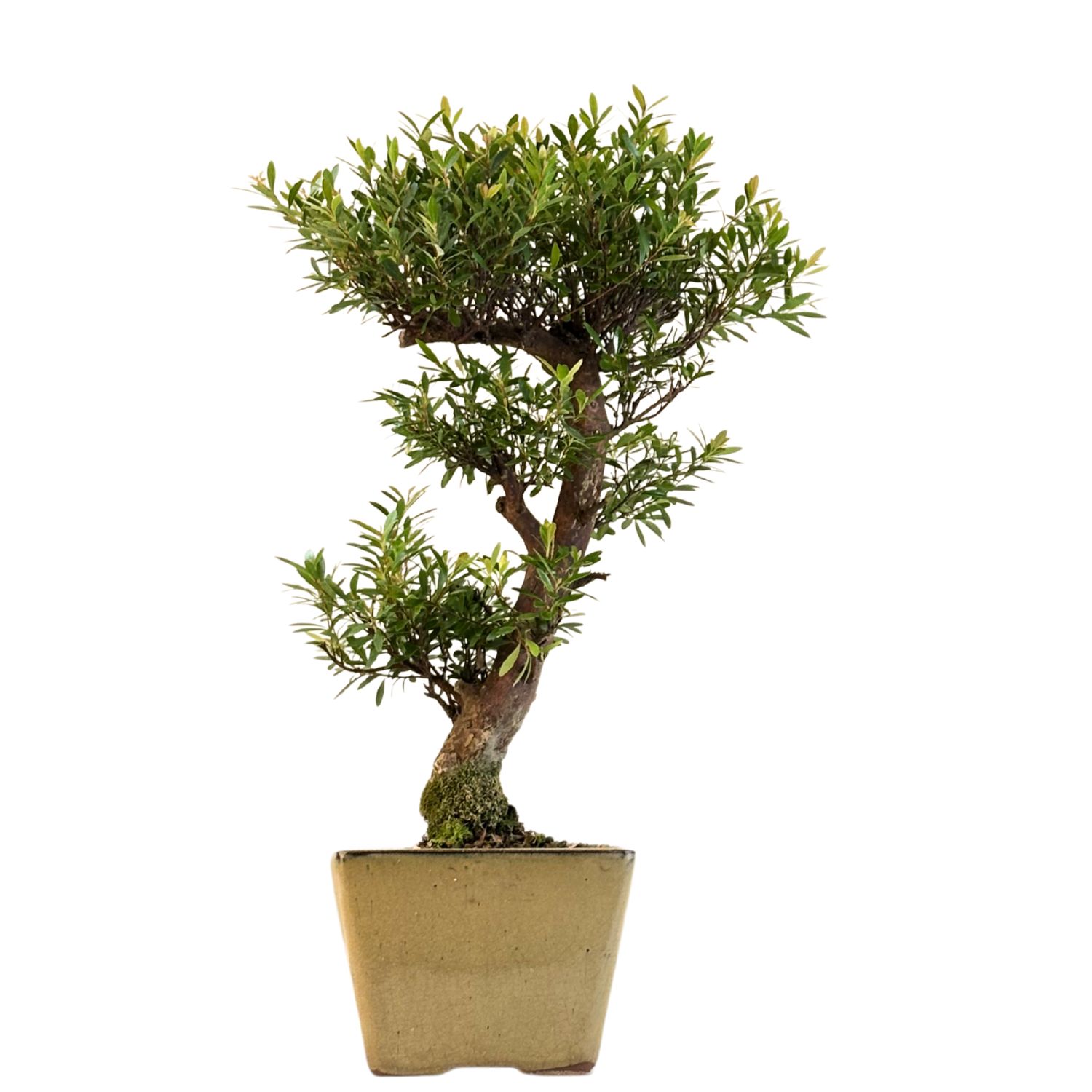 Syzygium Bonsai P14 ZG04