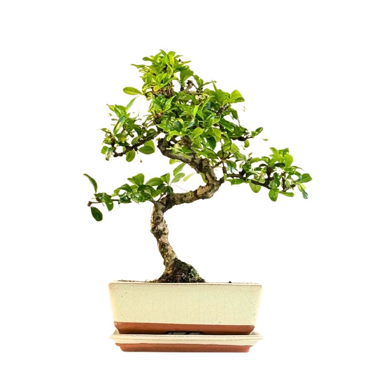 Carmona Bonsai S formos Arbatmedis P20
