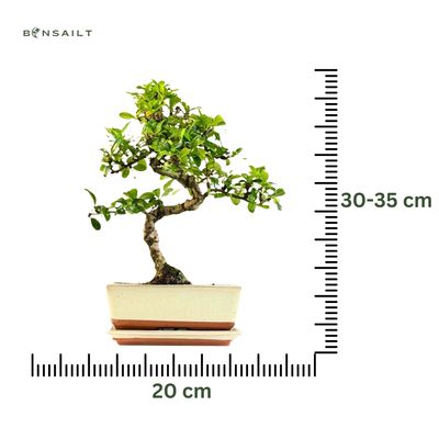 Carmona Bonsai S formos Arbatmedis P20