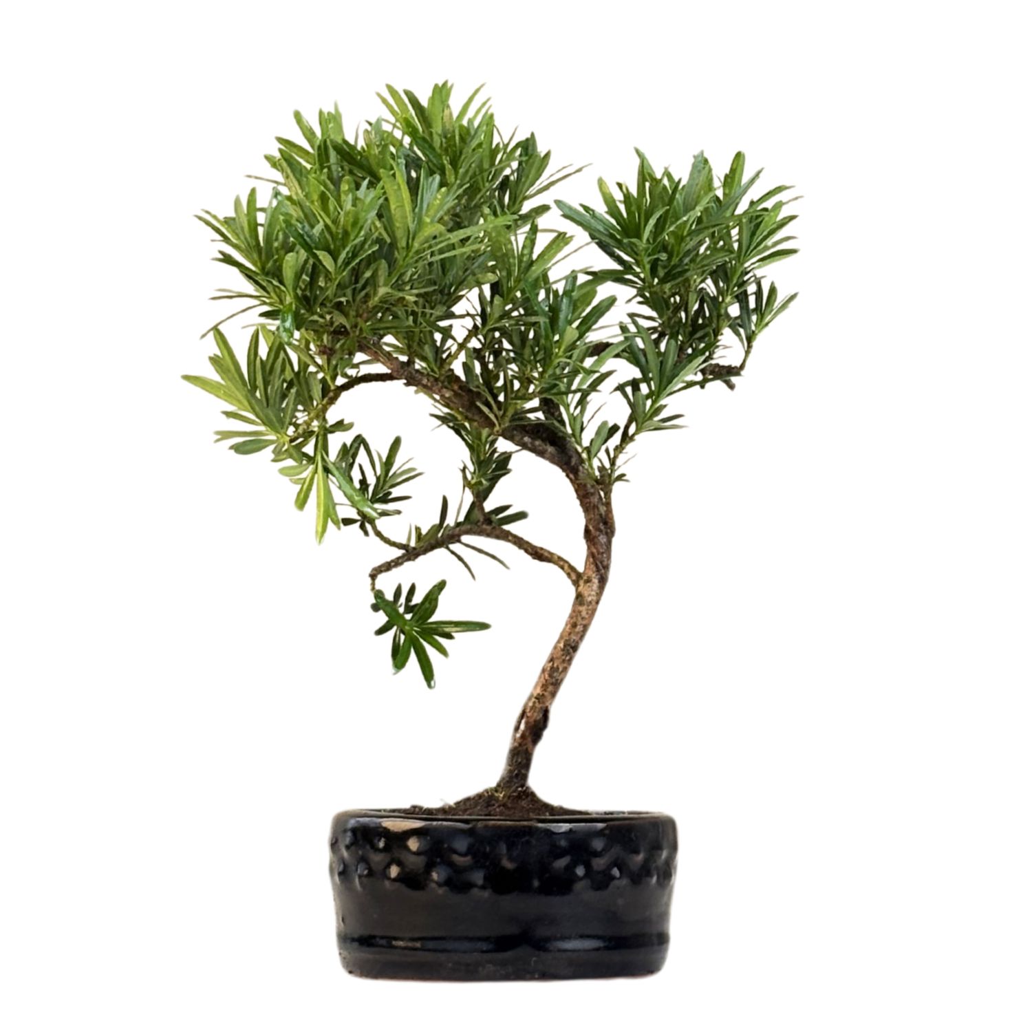 Podocarpus Bonsai P12
