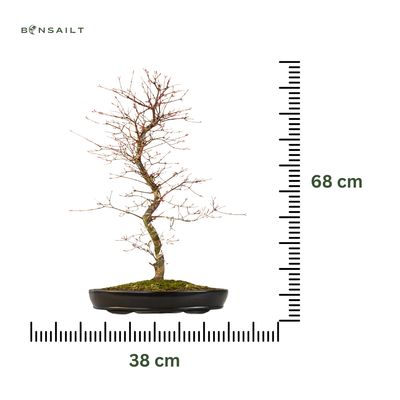 Japoniškas Deshojo klevas P38 DK02