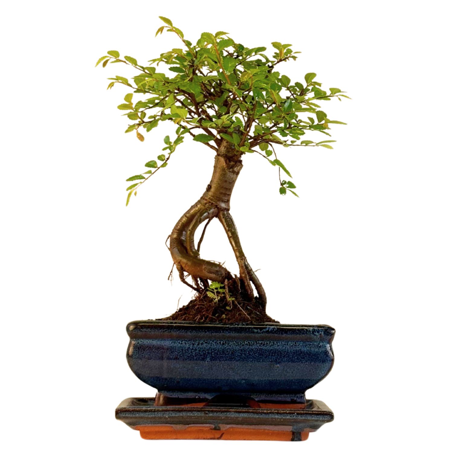 Chinese elm Bonsai - Kiniška guoba  P15 ZL06