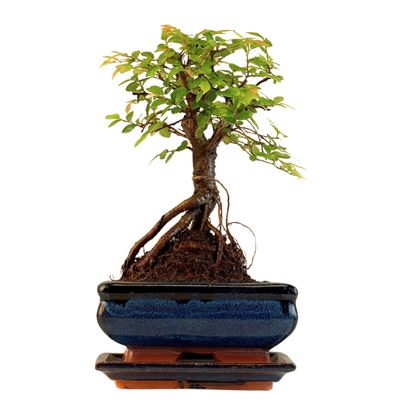 Chinese elm Bonsai - Kiniška guoba  P15 ZL06