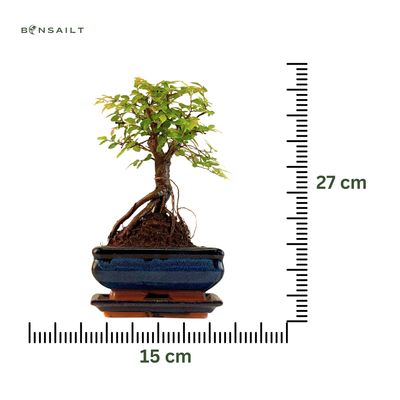 Chinese elm Bonsai - Kiniška guoba  P15 ZL06