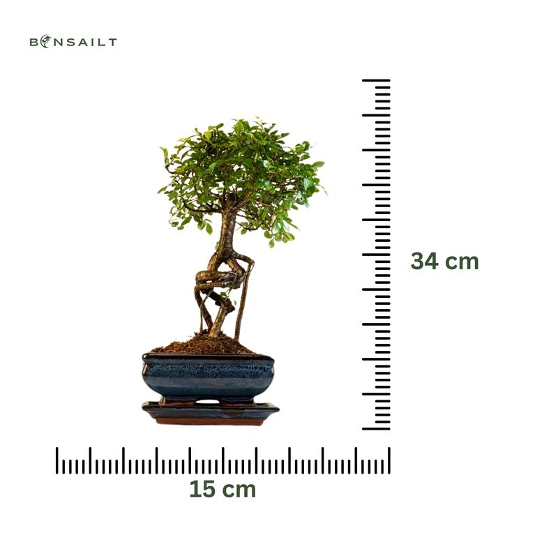 Chinese elm Bonsai - Kiniška guoba  P15