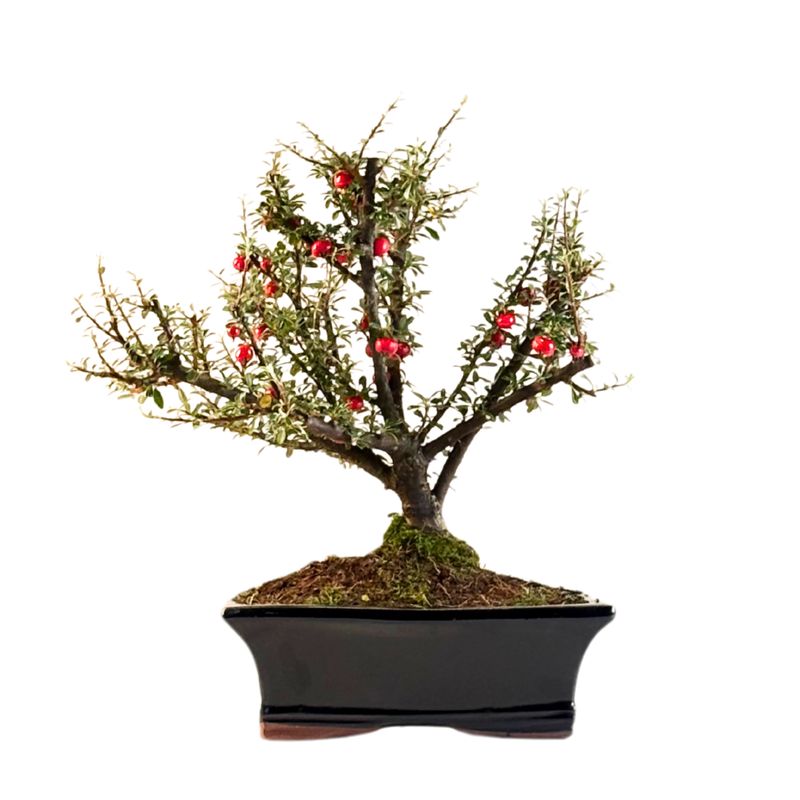 Kaulenis (Cotoneaster) bonsai P20