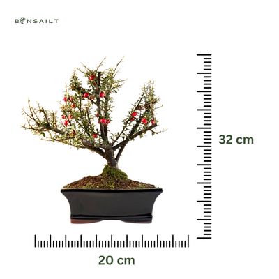 Kaulenis (Cotoneaster) bonsai P20