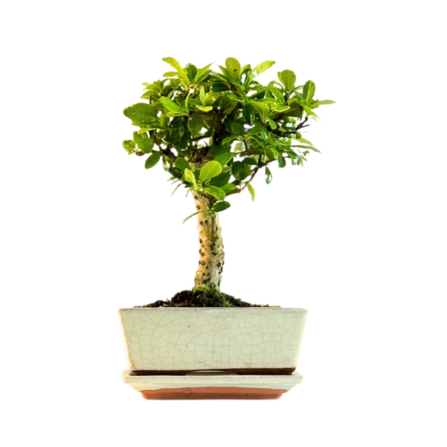 Carmona Bonsai (Arbatmedis) P15