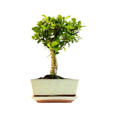 Carmona Bonsai (Arbatmedis) P15