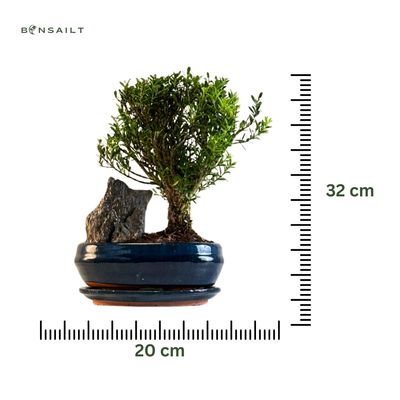 Buxus P20  bonsai medis su uola