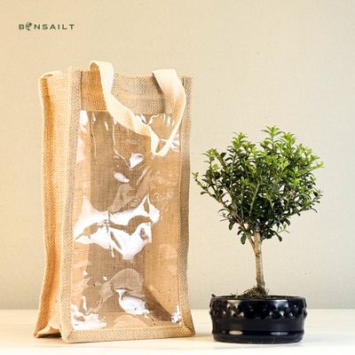 Ilex Crenata Bonsai P12