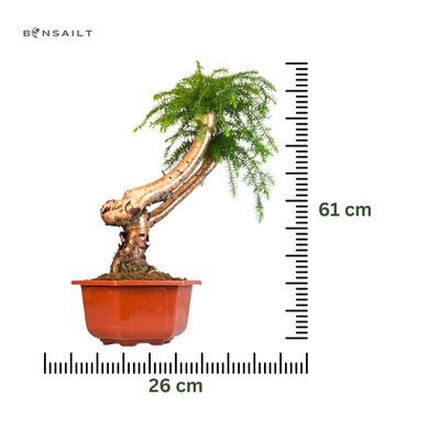 Araucaria Cunninghamii "Hexagon" P26