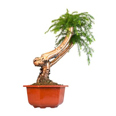 Araucaria Cunninghamii &quot;Hexagon&quot; P26 CJ03