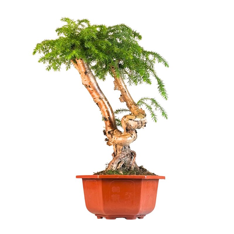 Araucaria Cunninghamii &quot;Hexagon&quot; P26 CJ01