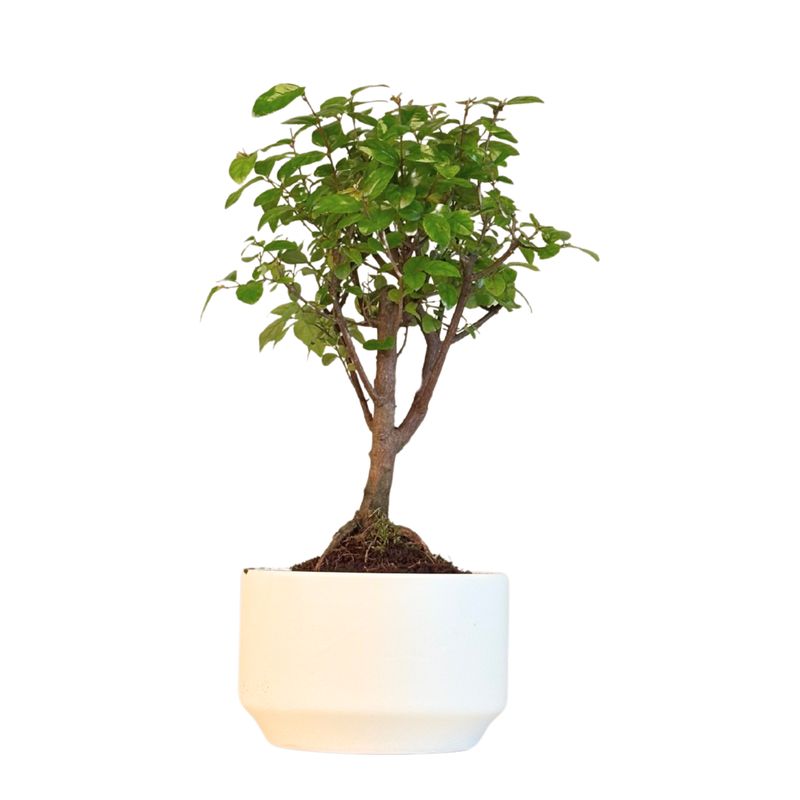 Sageretia Theezans (Kininė Slyva) P12