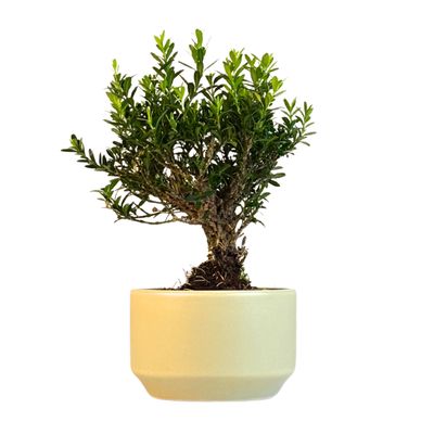 Buxus P12 tiesus bonsai