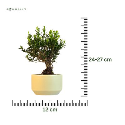 Buxus P12 tiesus bonsai