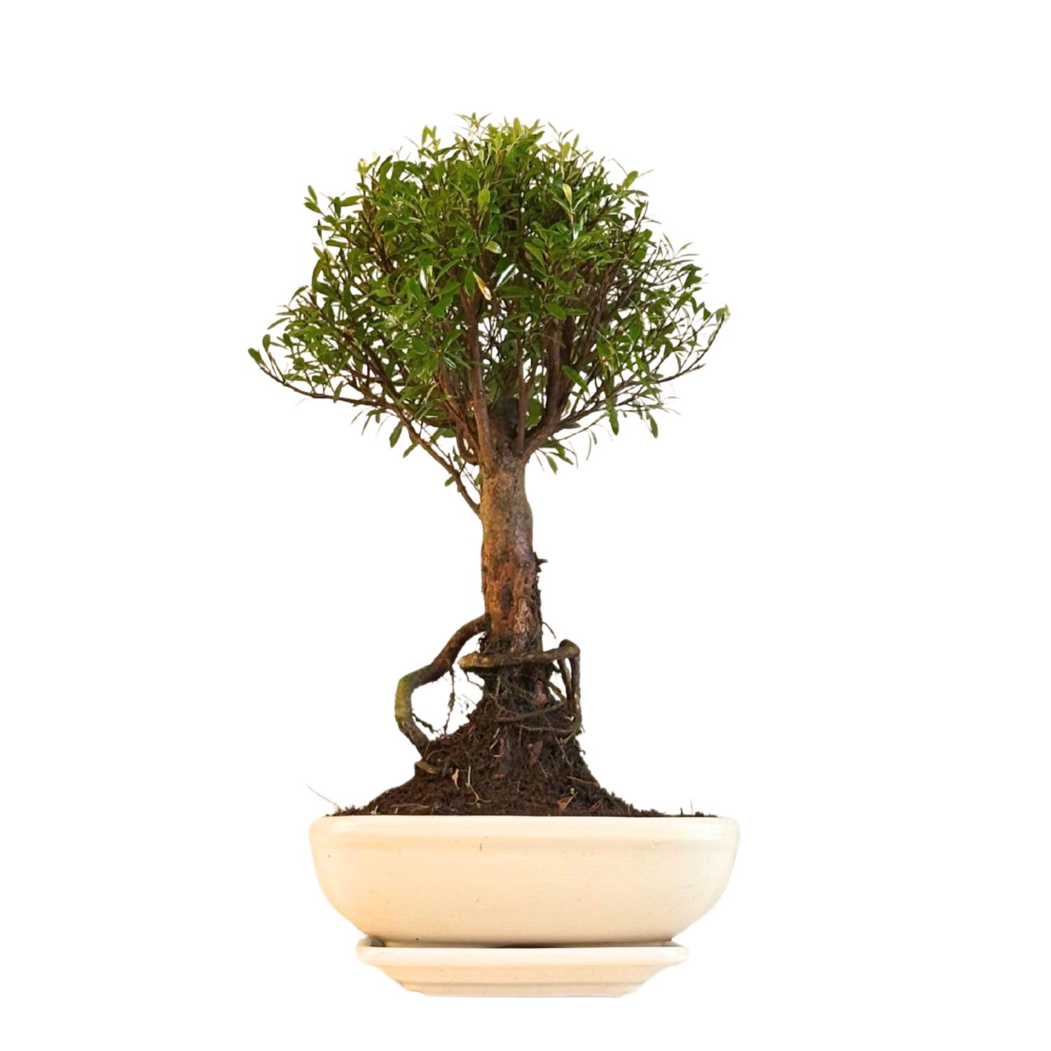 Syzygium Bonsai P20 tiesus SZ001