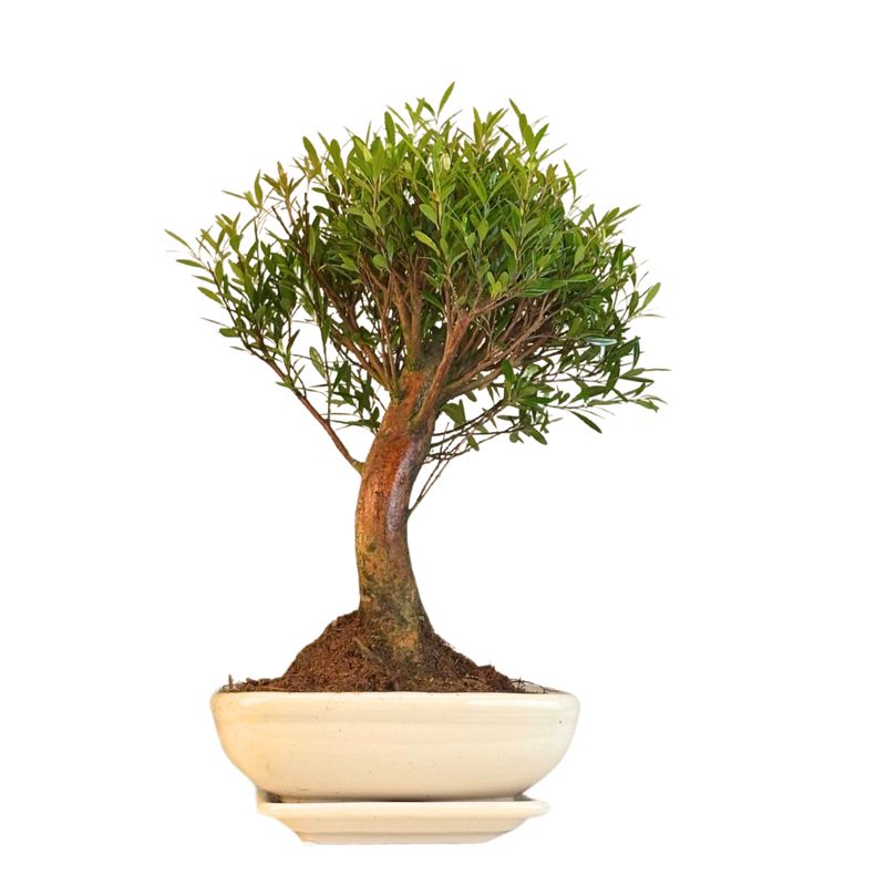 Syzygium Bonsai P20 tiesus SZ003