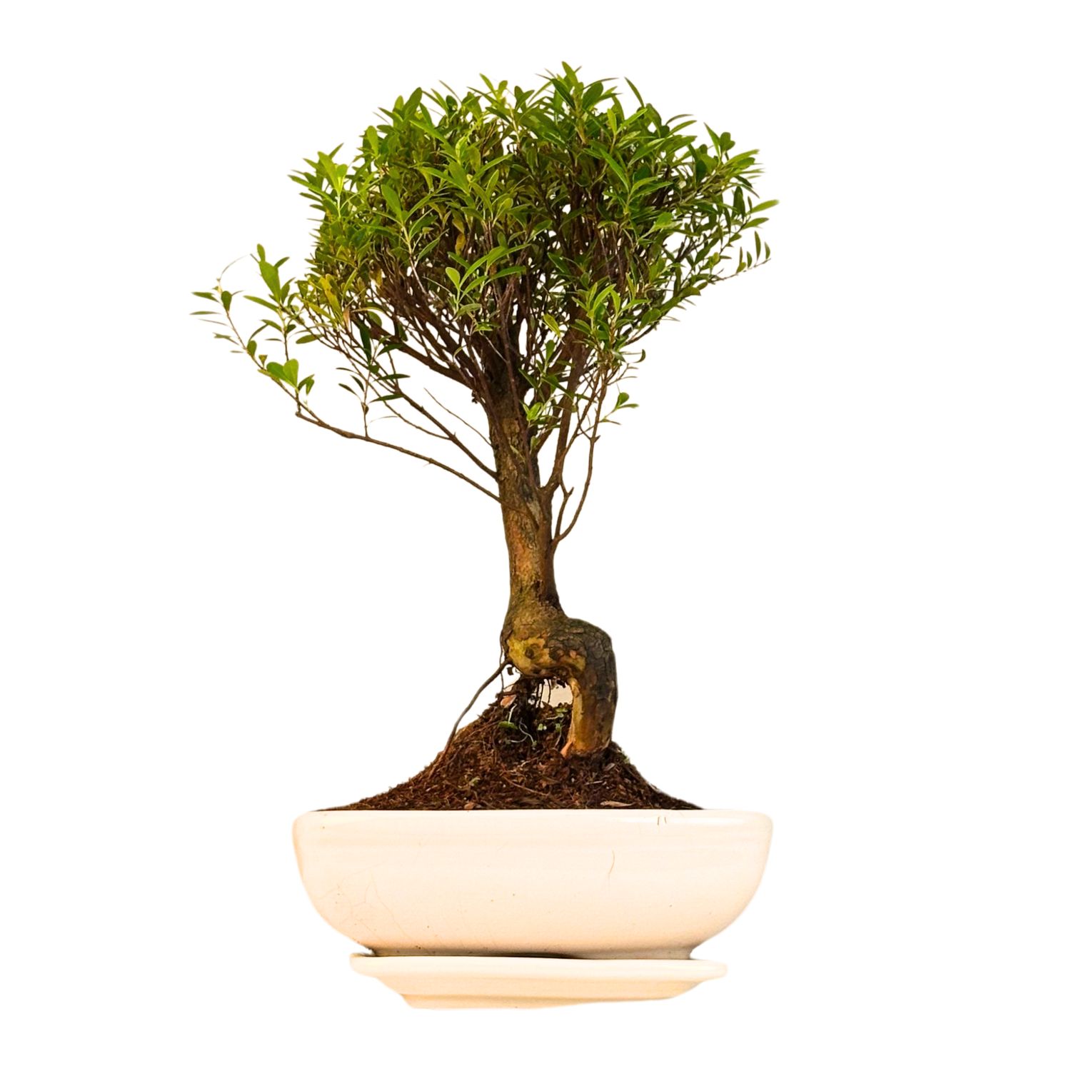 Syzygium Bonsai P20 tiesus SZ003