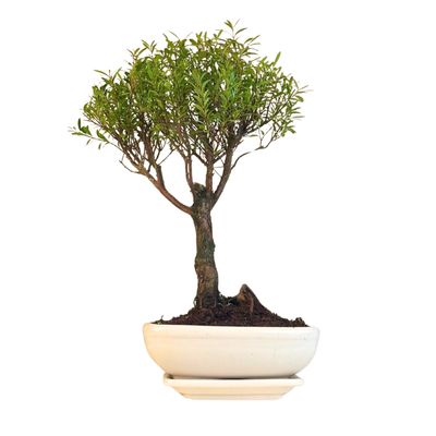 Syzygium Bonsai P20 tiesus SZ004