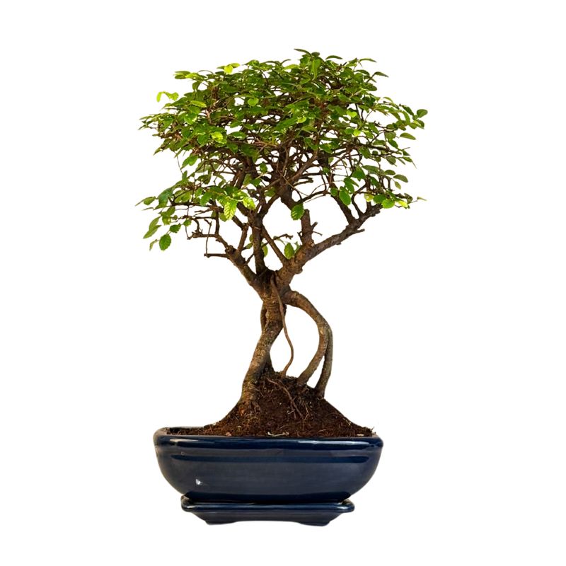 Bonsai Chinese Elm - Kiniška guoba iškeltomis šaknimis P20 K001