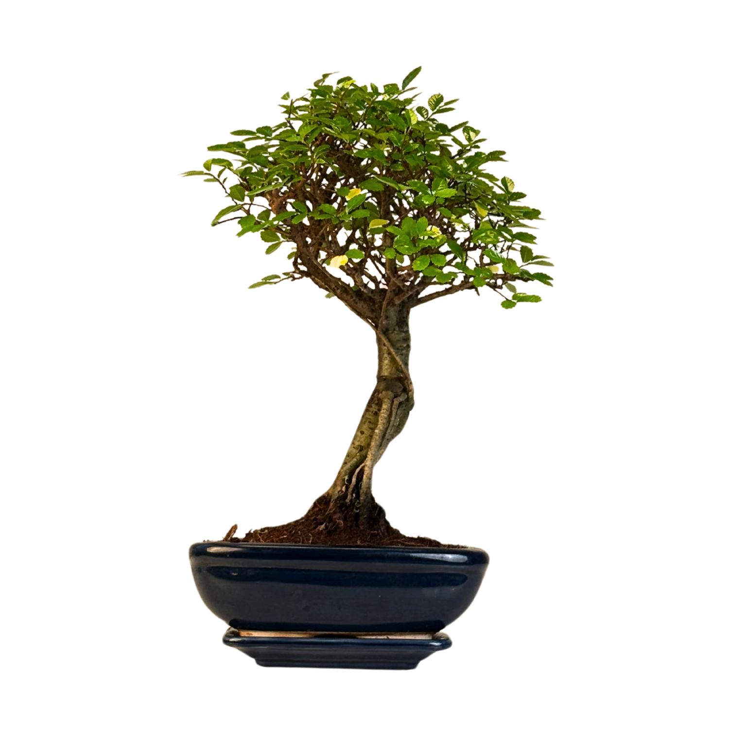 Bonsai Chinese Elm - Kiniška guoba iškeltomis šaknimis P20 K004