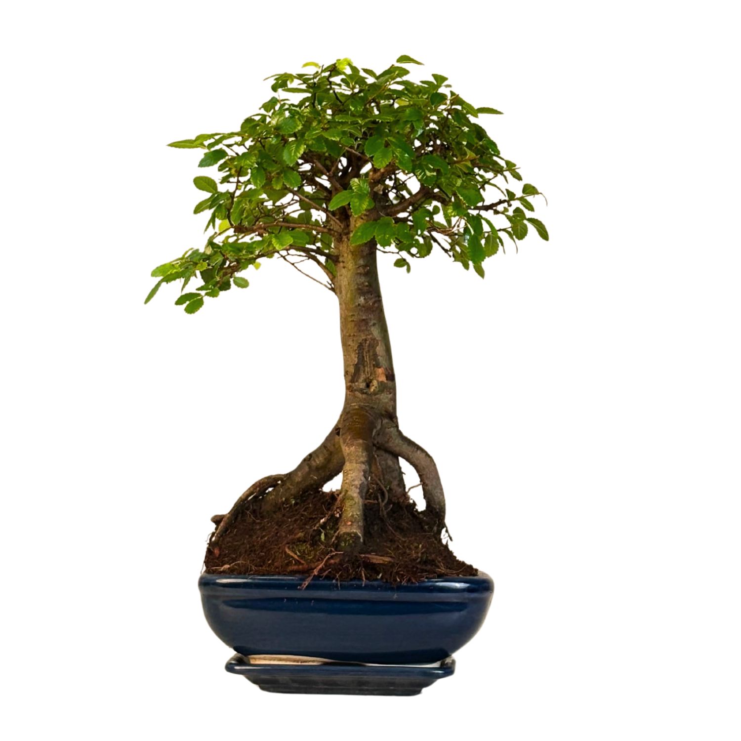 Bonsai Chinese Elm - Kiniška guoba iškeltomis šaknimis P20 K003