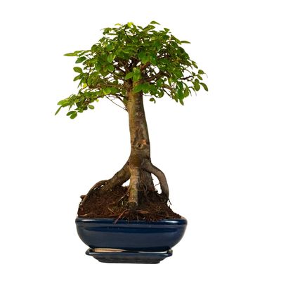 Bonsai Chinese Elm - Kiniška guoba iškeltomis šaknimis P20 K003