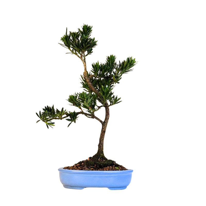 Podocarpus P20