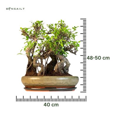 Ficus Bonsai S formos P40  5x miškas