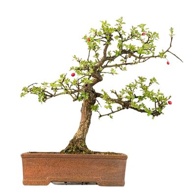 Bonsai gudobelė (Crataegus) P30